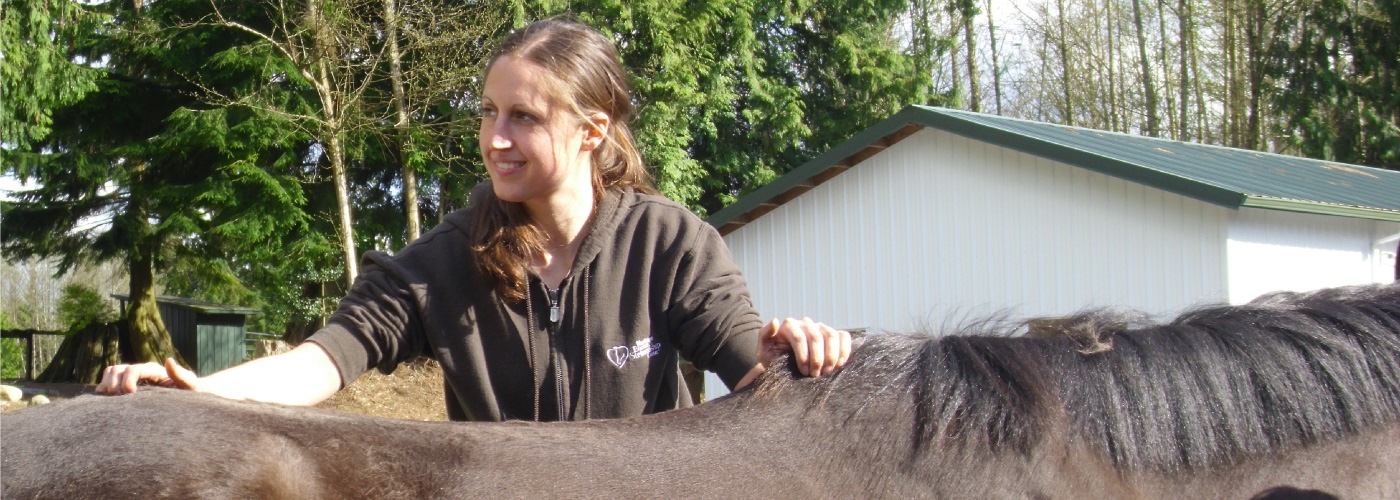 An equine client receiving chiropractic care at Cedarbrook Veterinary Care.
