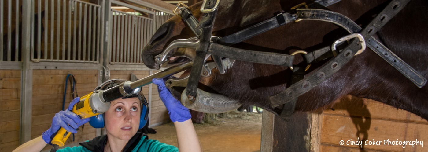 An equine client receiving dental care at Cedarbrook Veterinary Care.