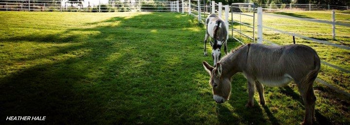 Happy donkeys roaming their home pasture.