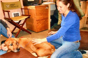 Dog receiving acupuncture