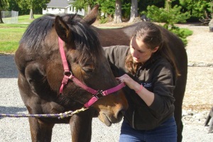 Dr. Hannah, one of our specially trained AVCA veterinarians, 
			performs an adjustment of the horse's neck to aid in movement and 
			improve motion.