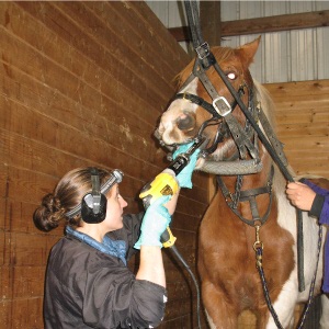 An Equine Client Receiving Dental Care
