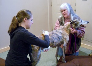 A dog receiving SCENAR therapy