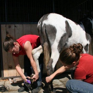 Donkey receiving specialized podiatry care