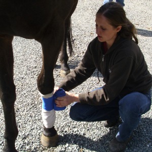 Dr. Hannah Wrapping an Equine Client's Leg