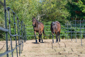 Paddock Paradise track Cedarbrook Farms