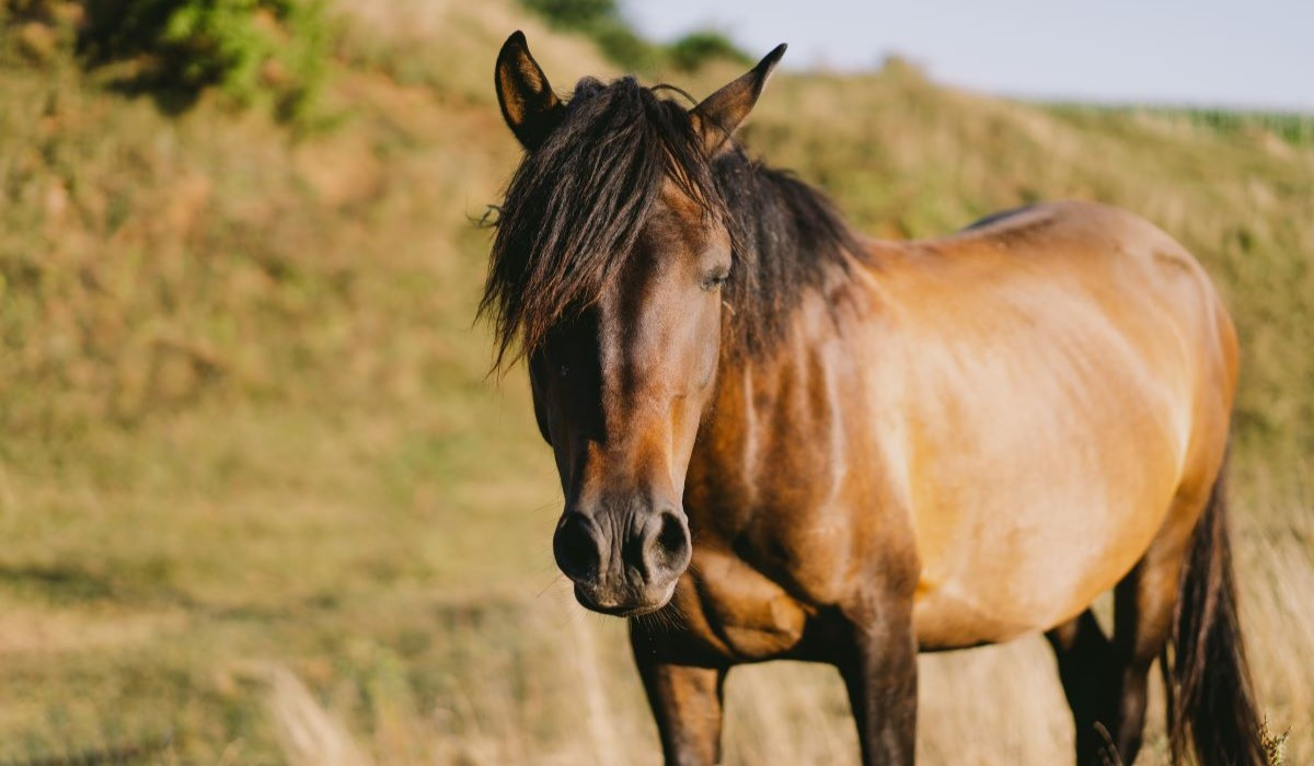 Understanding Equine Behavior: Health and Wellness Implications