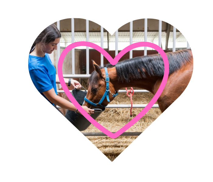 Nutrition and care of a horse through guidance from Cedarbrook Veterinary Care