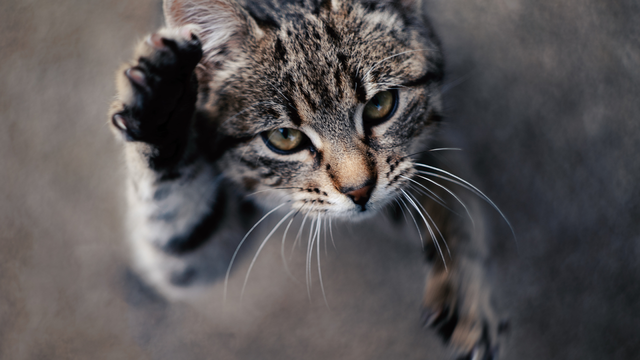 ro---2025-12-08T172753.555