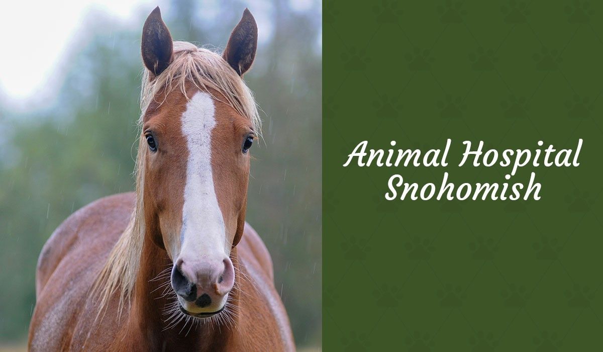 Animal Hospital Snohomish