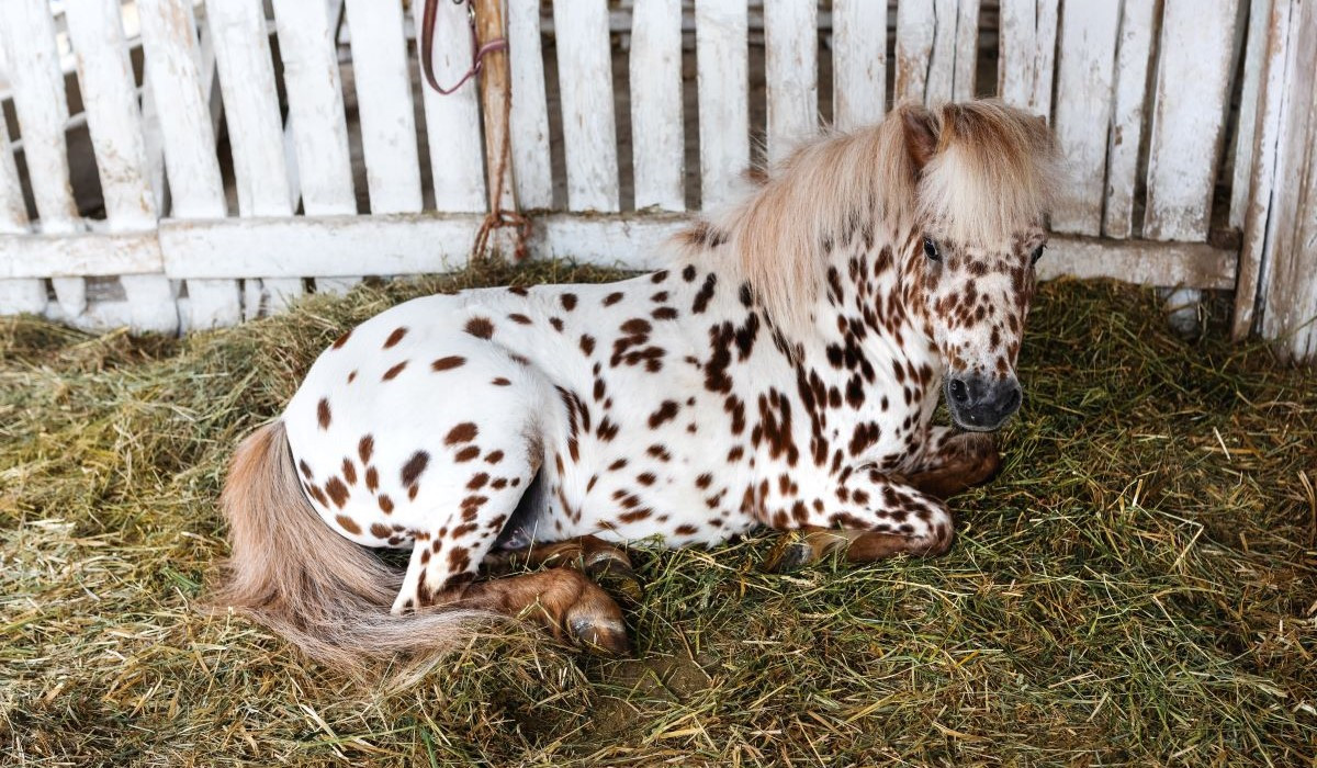 beautiful-pony-horse-coat-marked-with-brown-spots-2023-11-27-04-52-39-utc